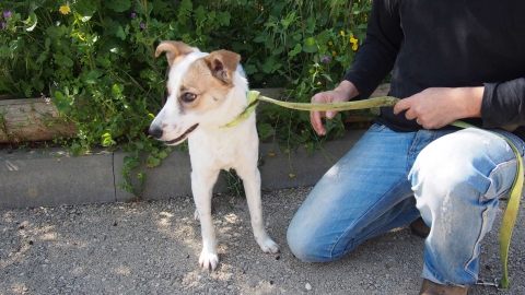 כלבה לבנה בת 10 חודשים